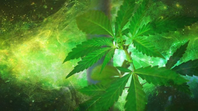 weed_and_movie