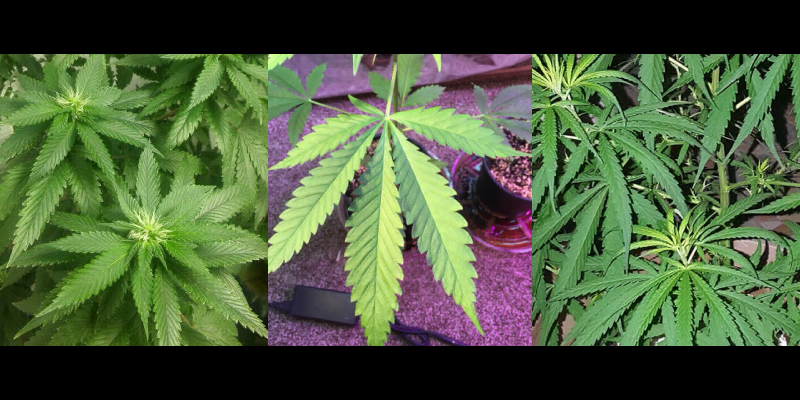 大麻の基礎知識：サティバ、インディカ、ハイブリッド、ルデラリスの違い