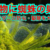 葉っぱにクモの巣?ハダニの仕業?【対処と防虫術】