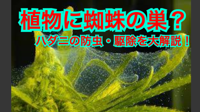 mites